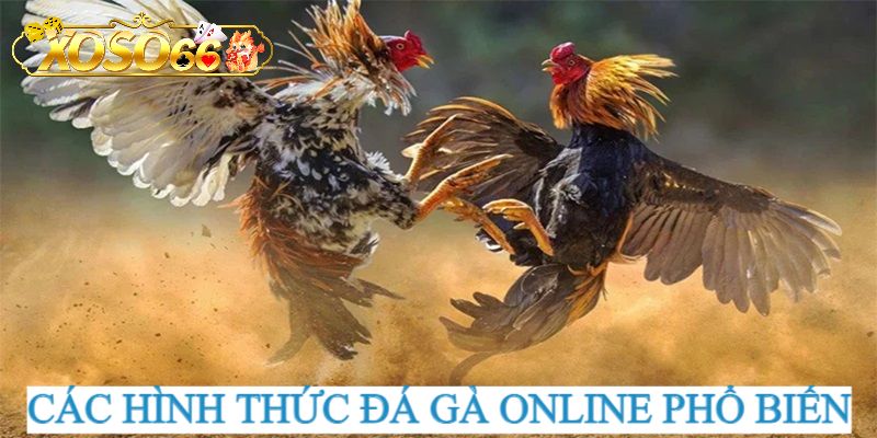 Các hình thức chọi kê nổi tiếng tại sân chơi