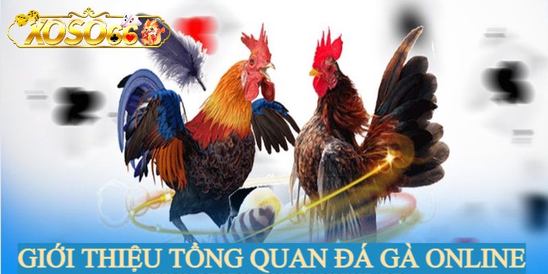 Giới thiệu hình thức chọi gà online