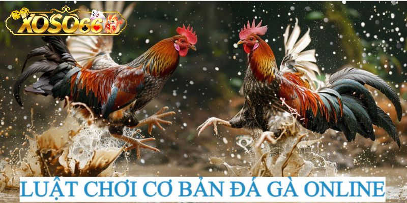 Luật chơi cơ bản của đá gà online