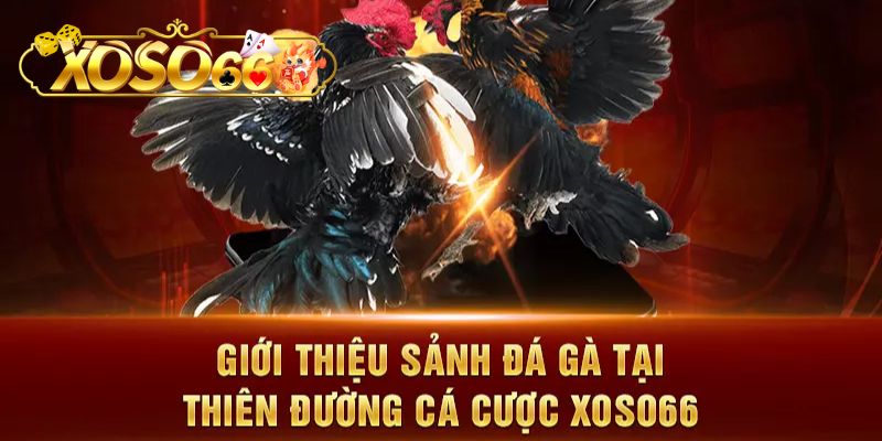 Giới thiệu sân chơi chọi kê tại Xoso66