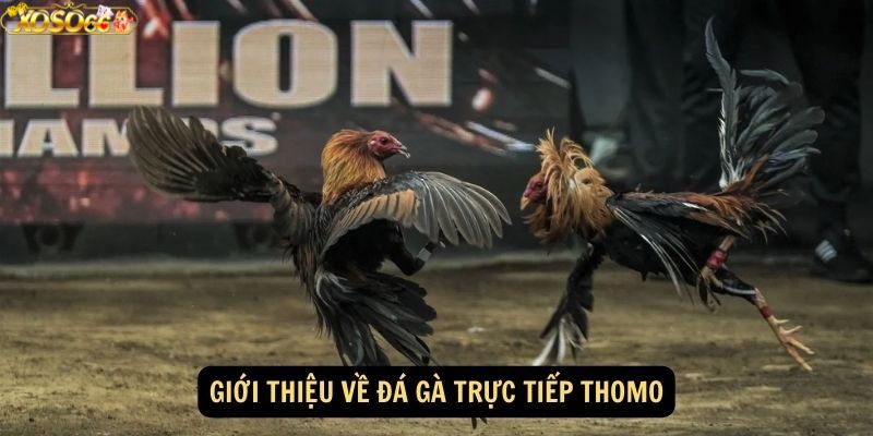 Khái quát về đá gà Thomo